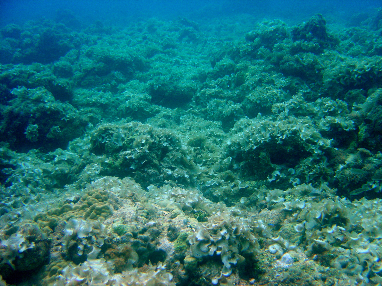 A desolated area of reef