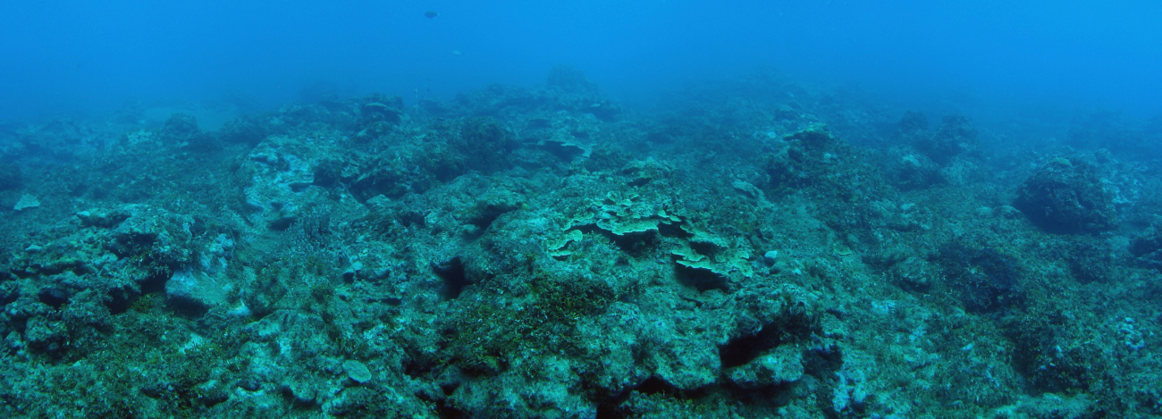 A dying reef area