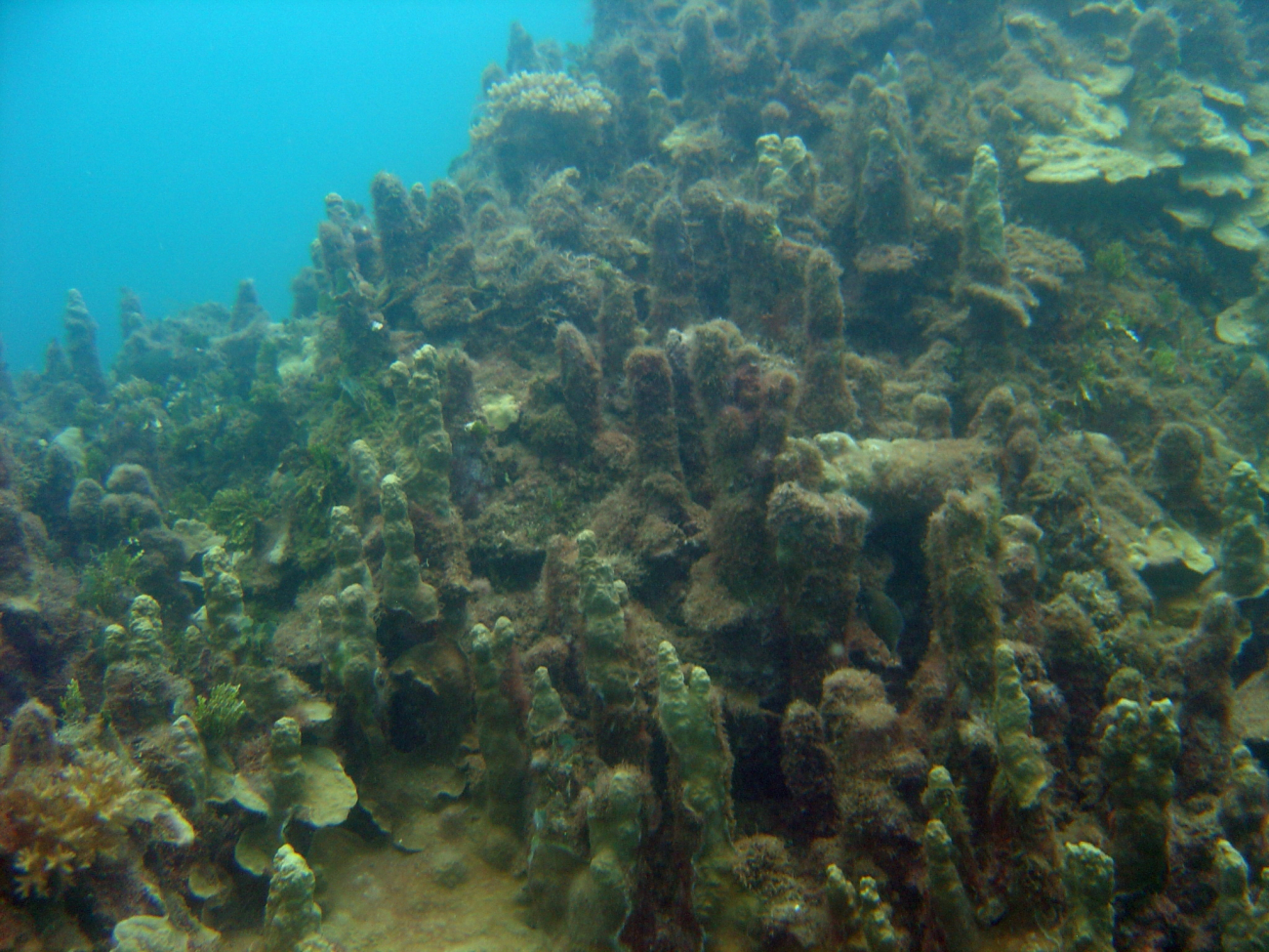 Algae encroaching upon diseased and dying coral