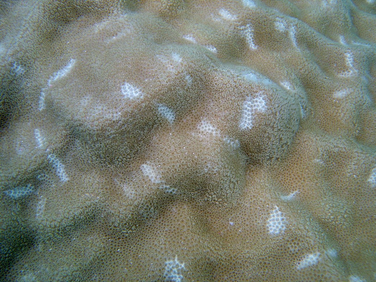 Areas of dead coral on diseased coral structure