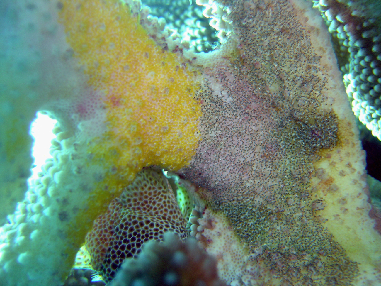 Diseased coral