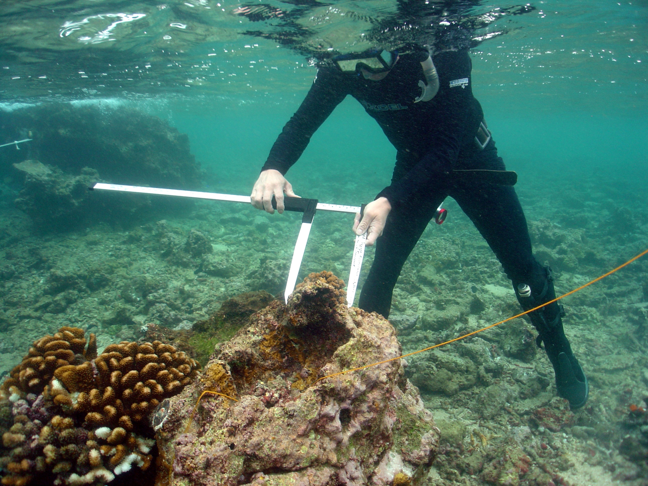 Measuring coral by University of Washington scientist during coral regrowthstudies