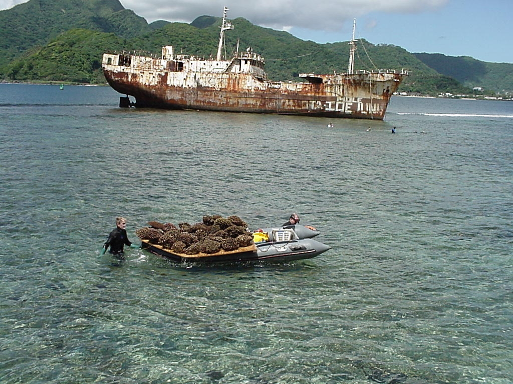 Using a skiff to transport corals to transplant site off a wreck at the entrance to the harbor at American Samoa