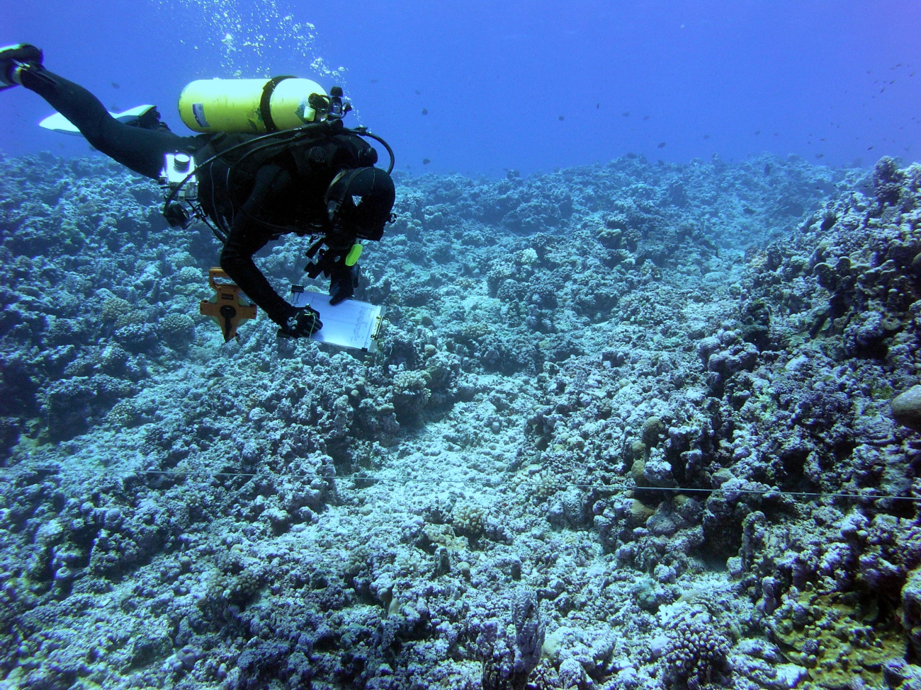 A biologist records substrate composition along a transect line during anunderwater survey at Rose Atoll