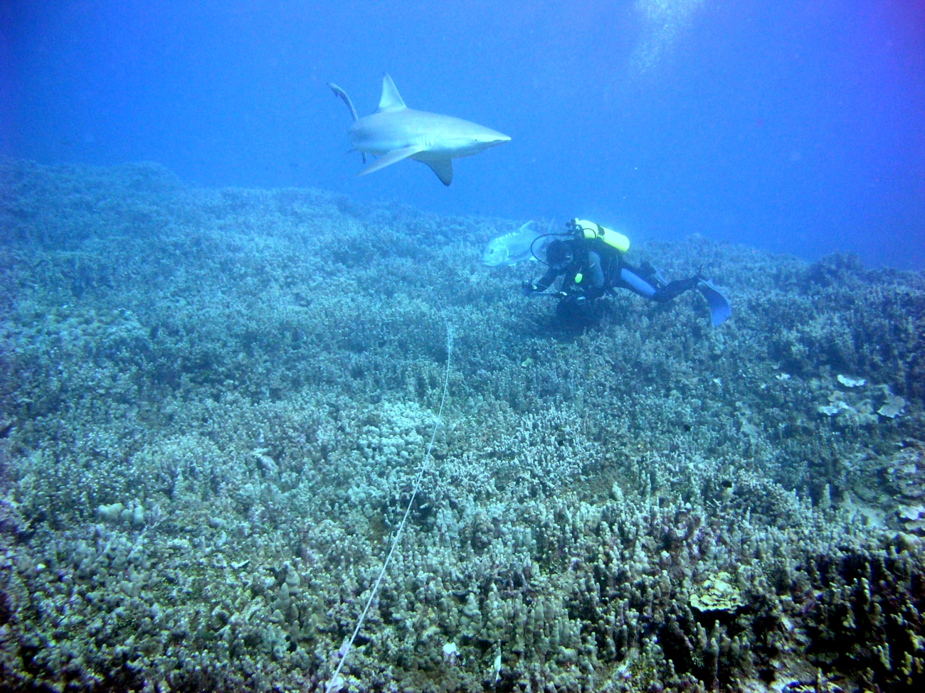 A biologist has company while recording substrate composition along a transectline during an underwater survey