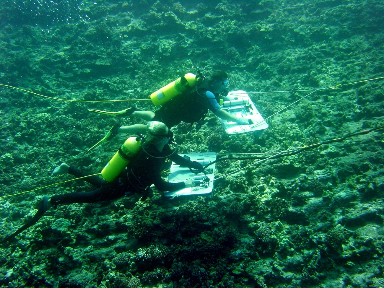 Two divers are towed behind a small boat in order to survey a large area ofcoral reef