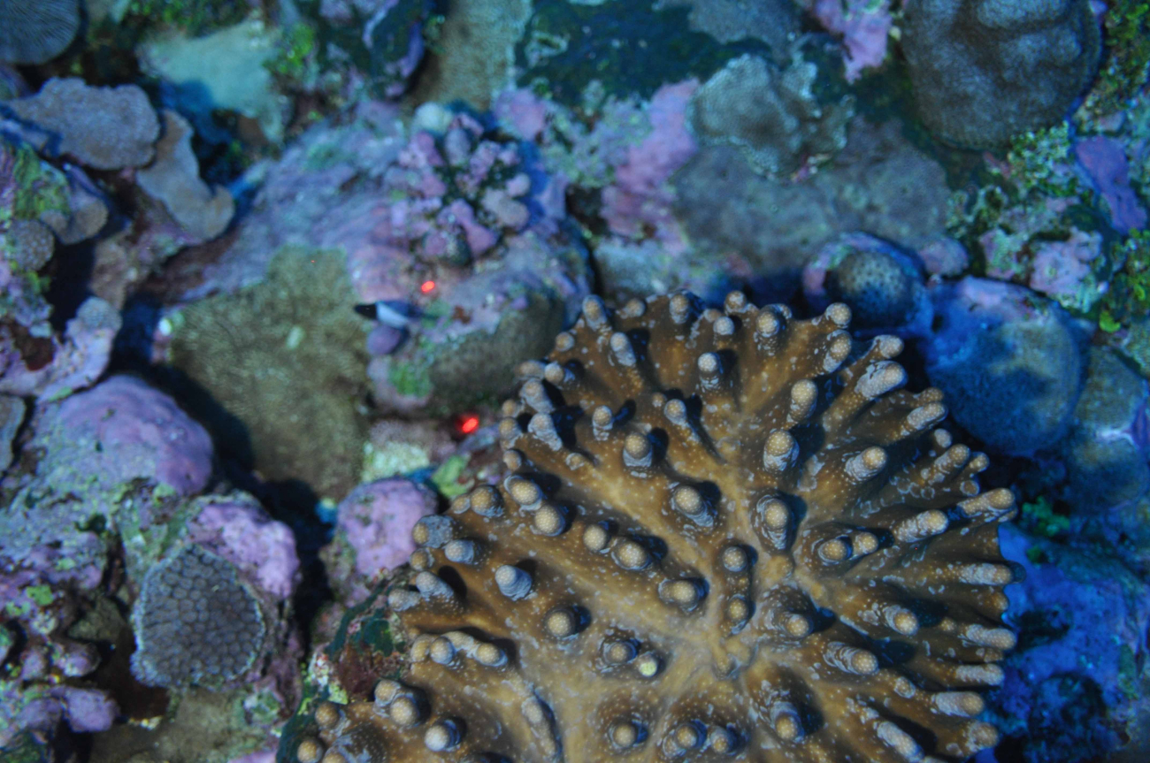 Soft coral species with crustose coralline algae off northwestern Ofuat a depth of approximately 50 m