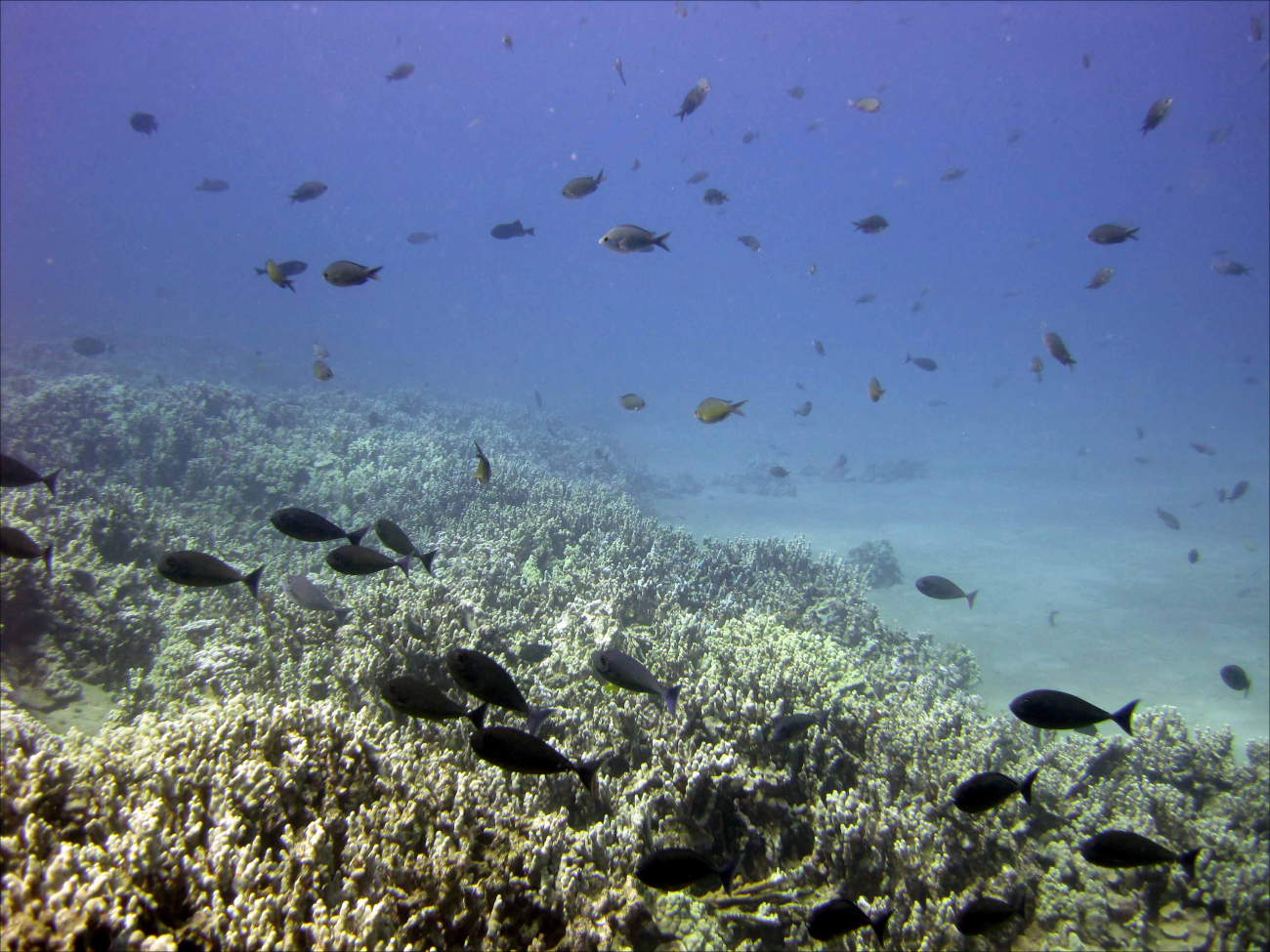 Schools of fish swim over a healthy reef off Ka`anapali, Maui, in theKahekili Herbivore Fisheries Management Area