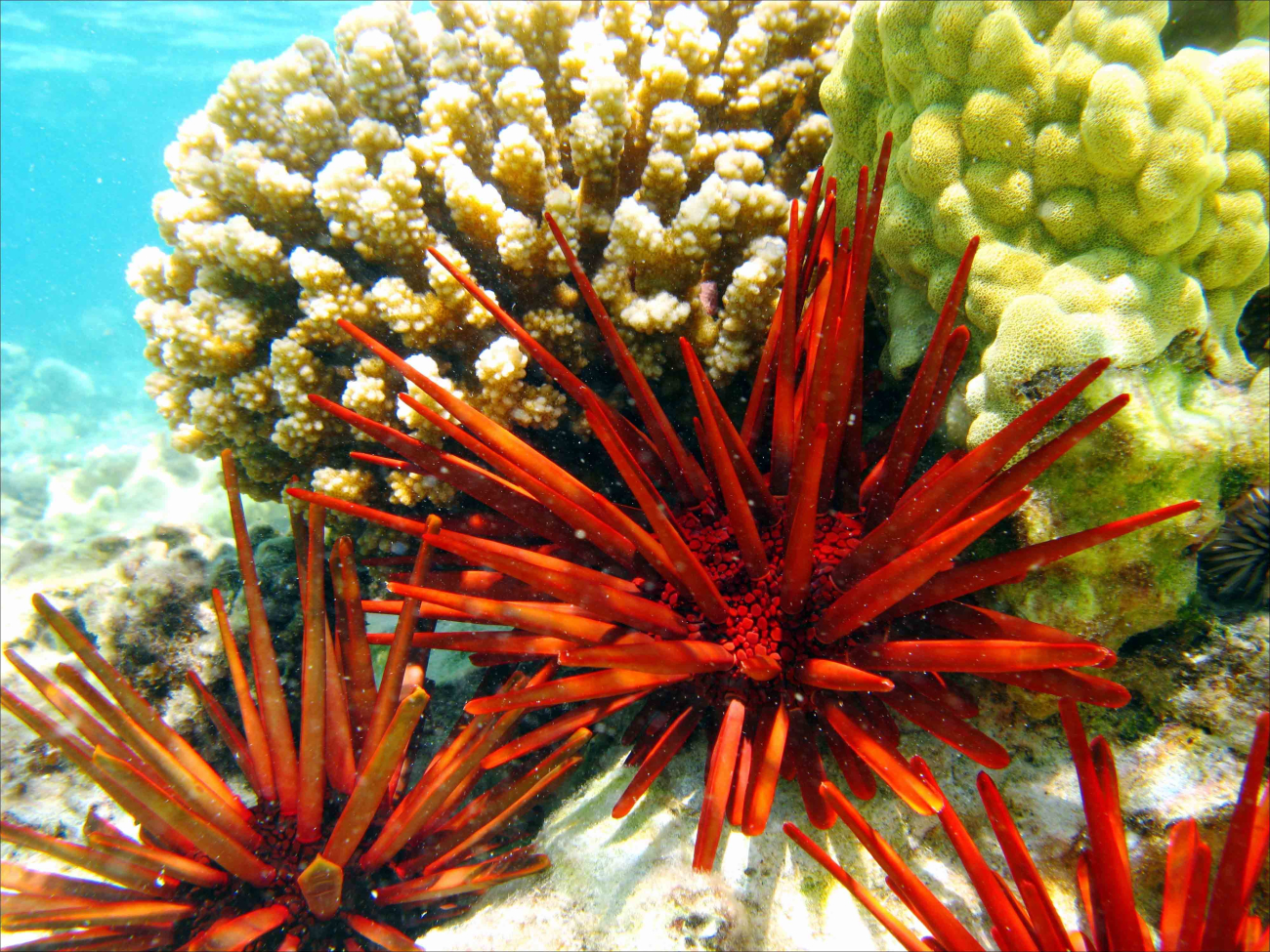 The stunning color and spines of the red slate pencil urchin(Heterocentrotus mammillatus) stand out on a reef off West Maui