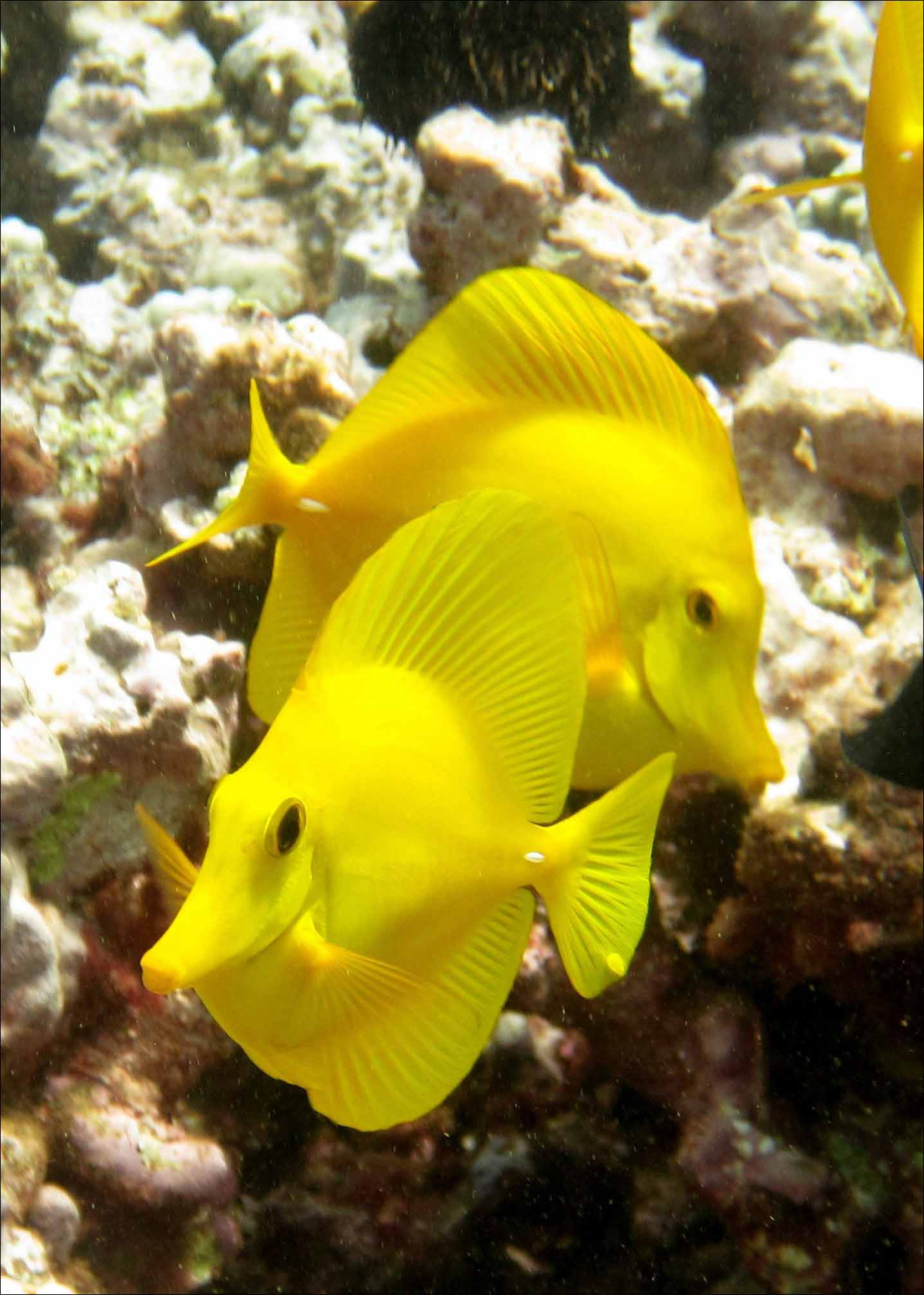 The yellow tang (Zebrasoma flavescens) is an example  of the fishes protected in the Kahekili Herbivore Fisheries Management Area