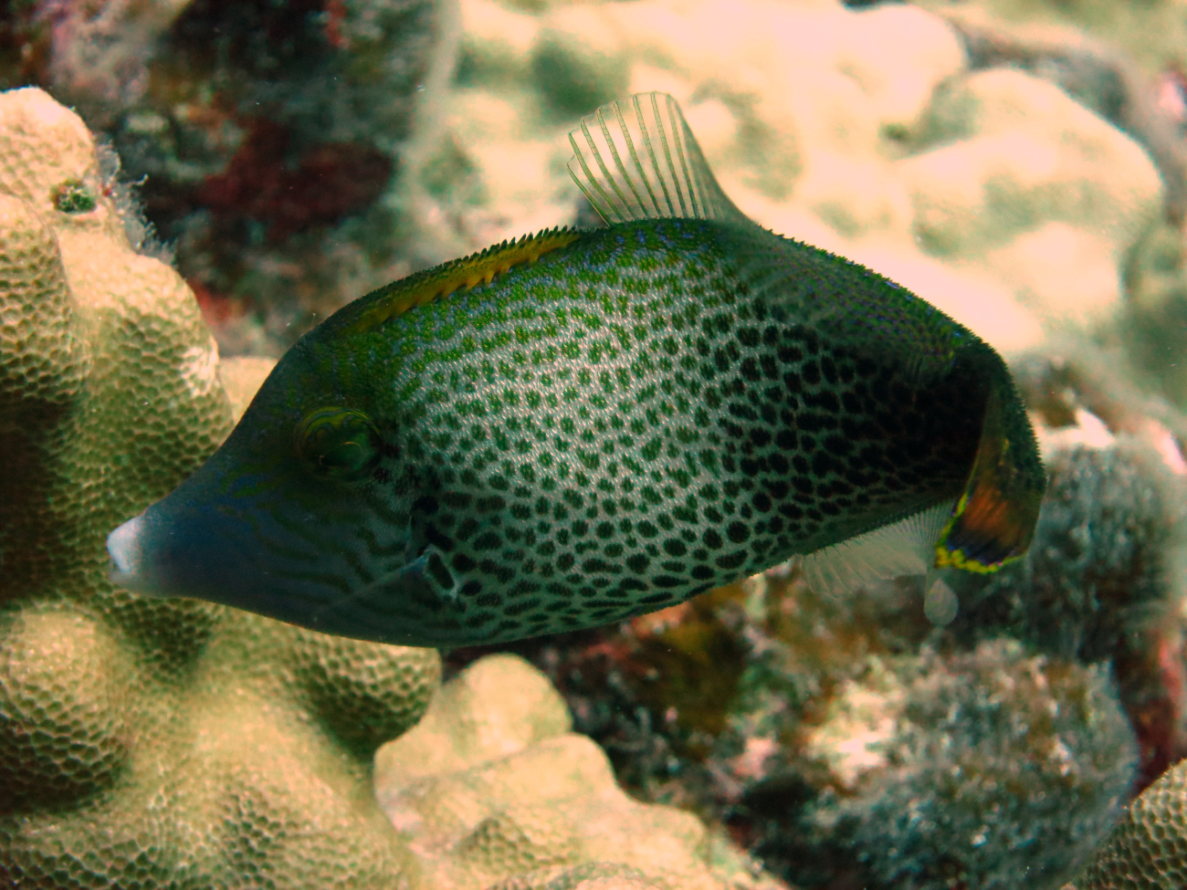 One of the many Hawaiian Fantail Filefish (Pervagor spilosoma) recruitsseen on the reef in the  Kahekili Herbivore Fisheries Management Area