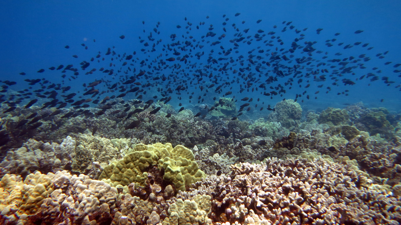 A large school of juvenile parrotfish and surgeonfish cruise over the reefs inthe  Kahekili Herbivore Fisheries Management Area