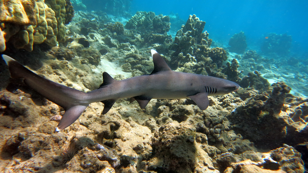 A little White Tip Reef Shark (Triaenodon obesus) emerges from its resting spotwithin the shallows of the Kahekili Herbivore Fisheries Management Area