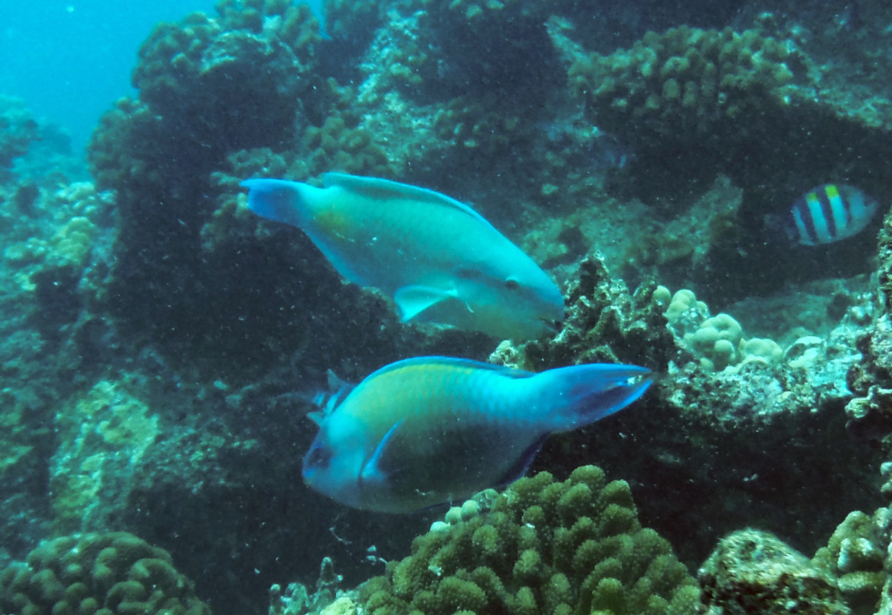 Herbivorous fish such as uhu (parrotfish) support resilient reefs by reducingmacroalgae abundance