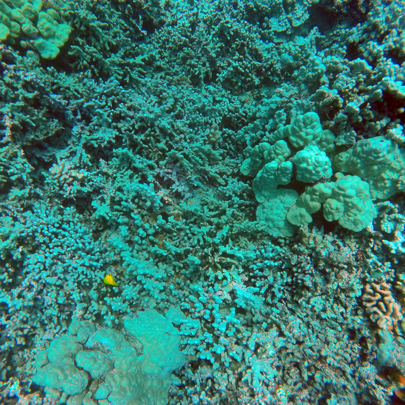 A coral reef with the long thin branches of Porites compressa coral that oftenhost numerous reef fish