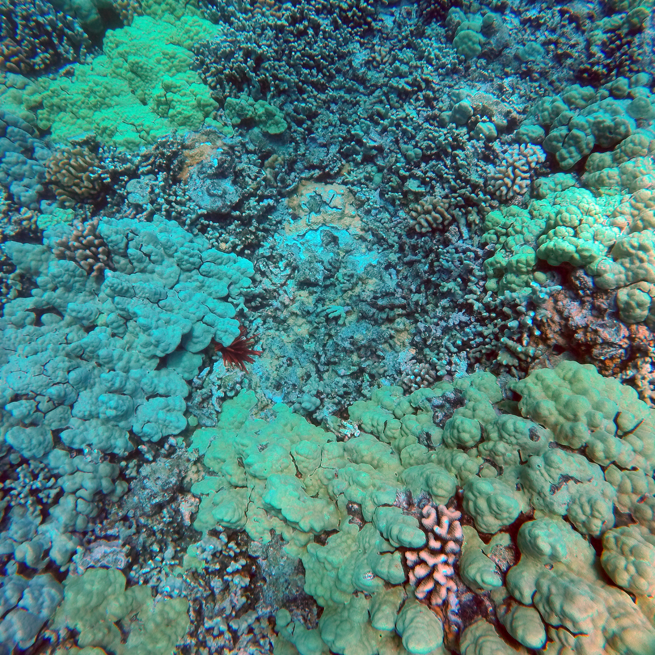 A coral reef typical of those we found off West Hawaii