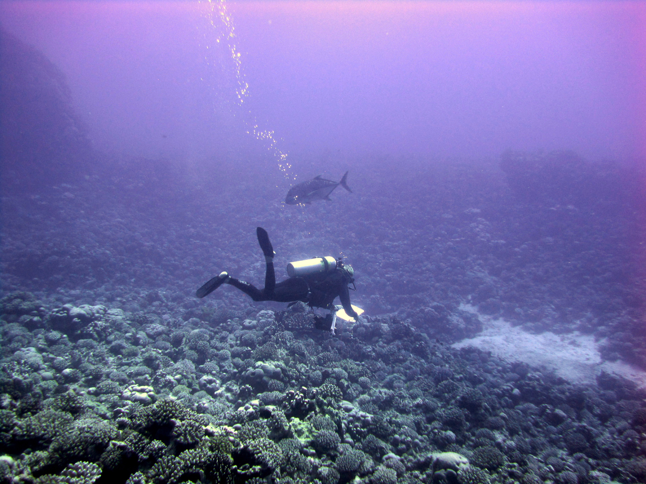 Scientists survey fish populations using the Stationary Point Count method, inwhich pairs of divers record the number, size, and species of all fishesobserved within adjacent visually estimated cylinders 15 meters in diameter