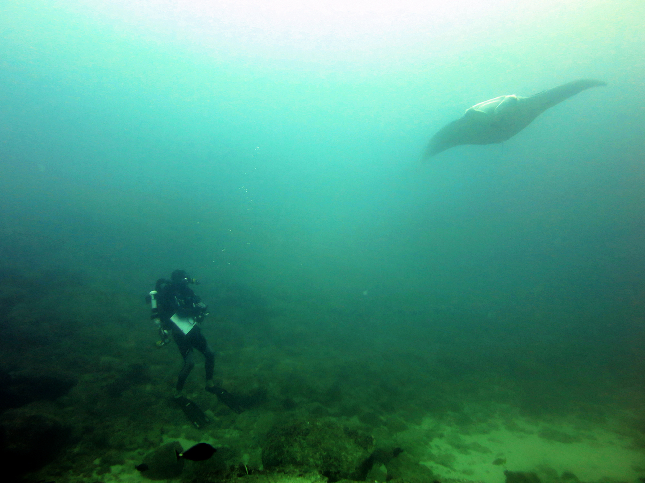 Diving on closed circuit rebreather, Kosta Stamoulis encounters a manta ray(Manta birostris) during a SPC visual fish survey