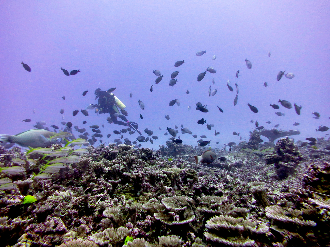 Fish Rapid Environmental Assessment (REA) diver collecting data on fishspecies ID, sizes, and abundance at Johnston Atoll