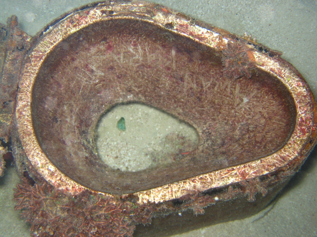 Betty Bomber toilet bowl in Chuuk Lagoon