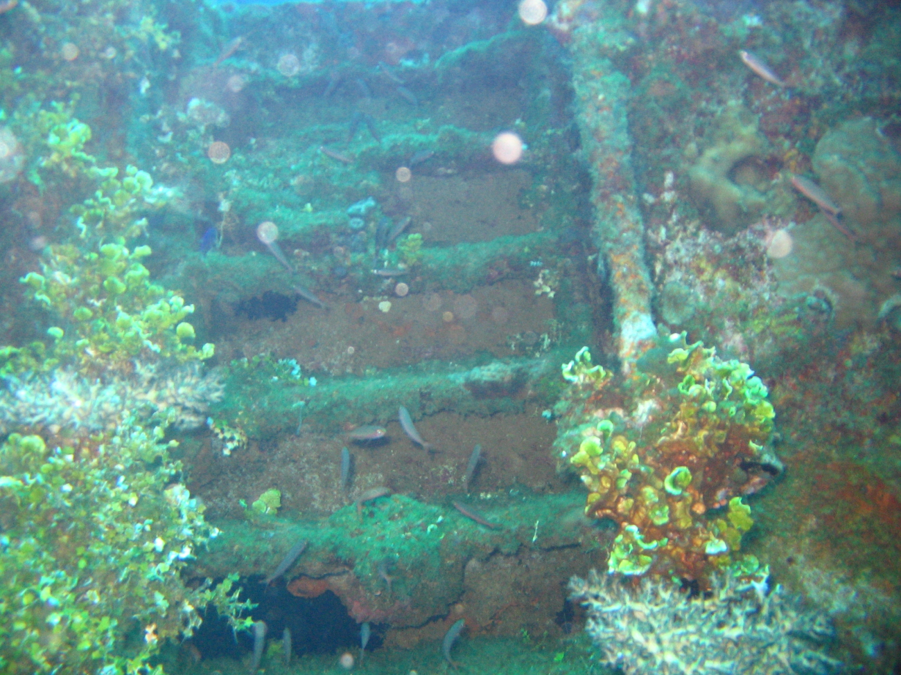 A stairway to Davy Jones' Locker on the Fujikawa Maru