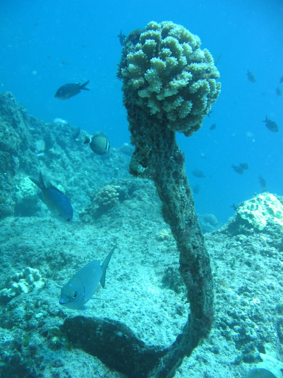 Bent metal rod with coral growing at tip on modern ship wreck at Pearl andHermes Reef