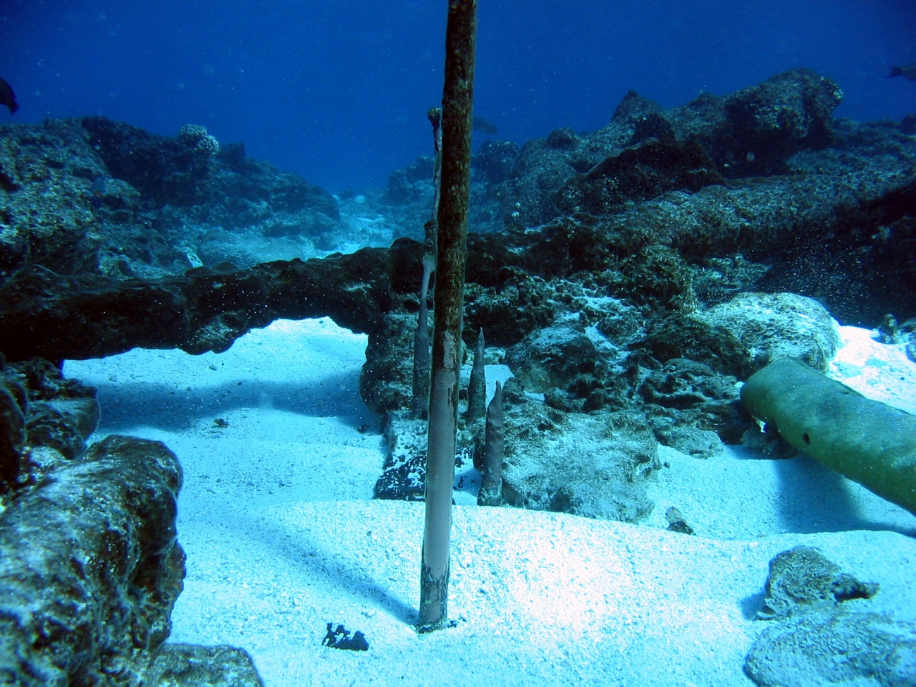 Copper fasteners left from hull of Nineteenth Century whaling vessel on Pearland Hermes Reef