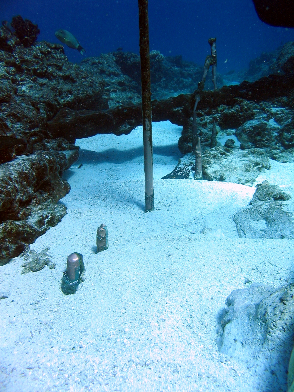 Copper fasteners left from hull of Nineteenth Century whaling vessel on Pearland Hermes Reef