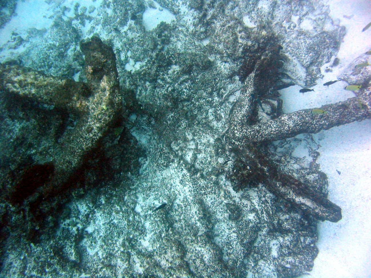 Large anchors from the ship wreck of a whaling vessel on Pearl and HermesReef