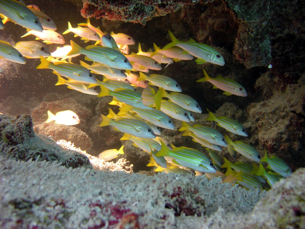 A school of bluelined snapper (Lutjanus   kasmira) seemingly disappearinginto a void in the reef
