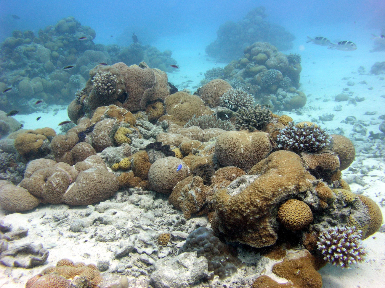 Heaps of round corals reminiscent of piles of cannonballs on men-of-war of old