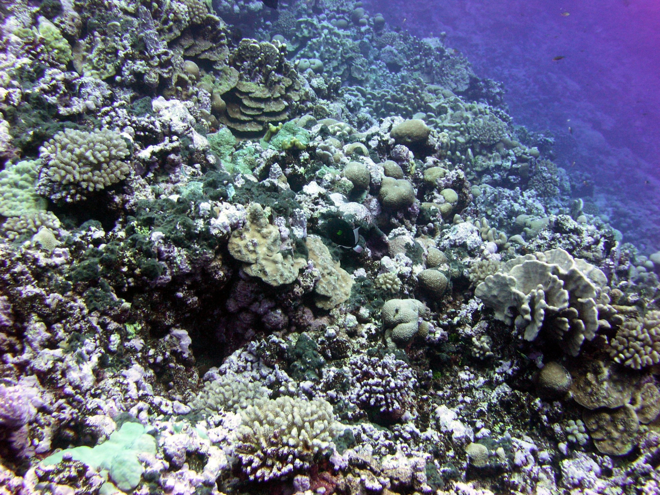 A diverse array of corals on a slope of Rose Atoll
