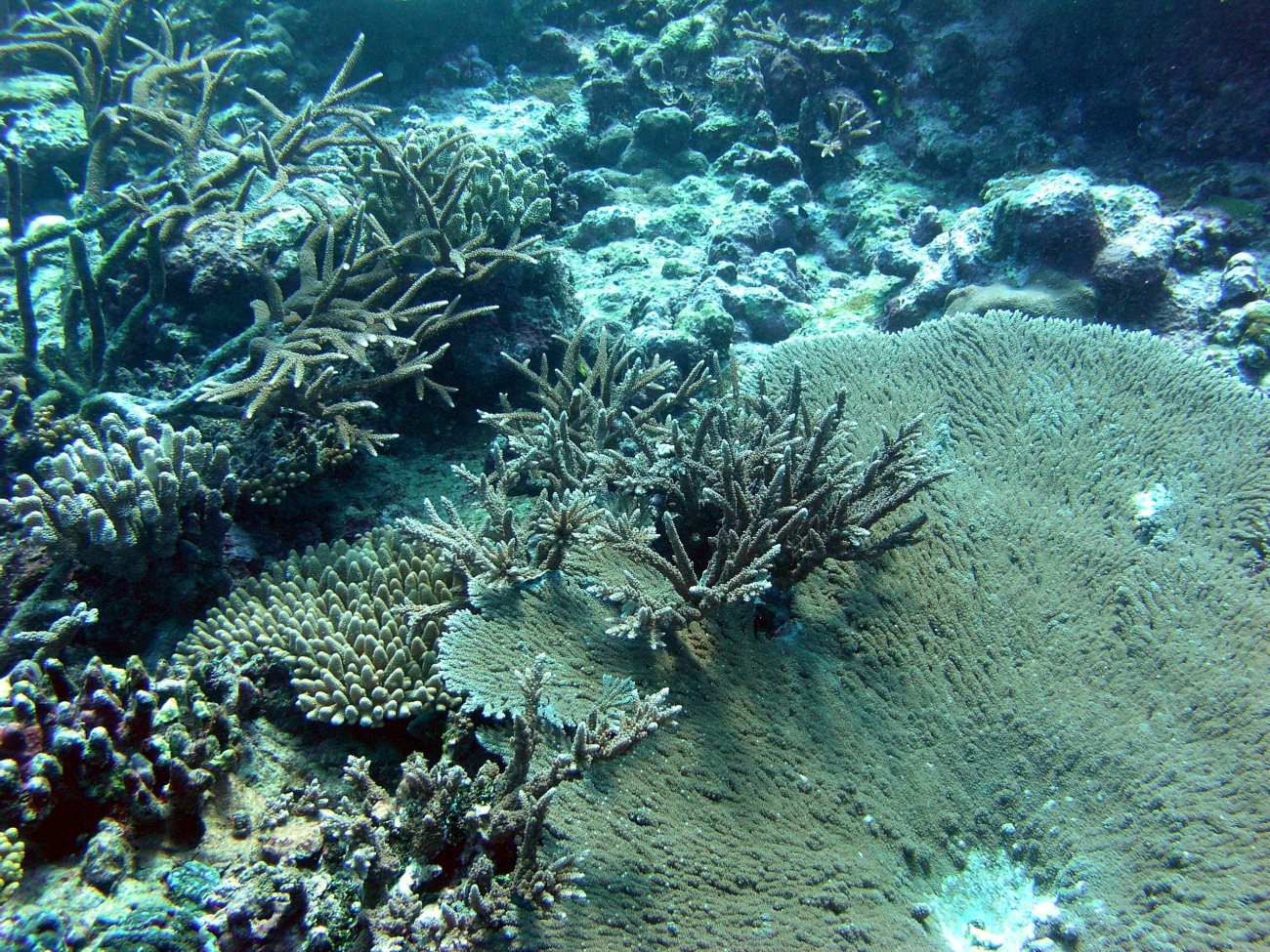 An array of corals