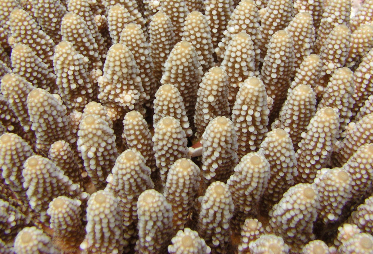 A beautiful array of coral fingers