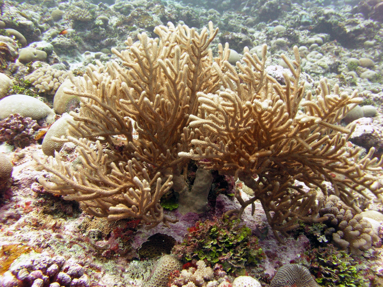 Coral and algae coexisting
