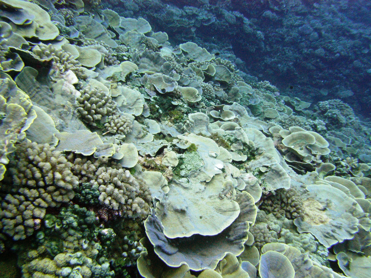 Cabbage coral dominating a slope area