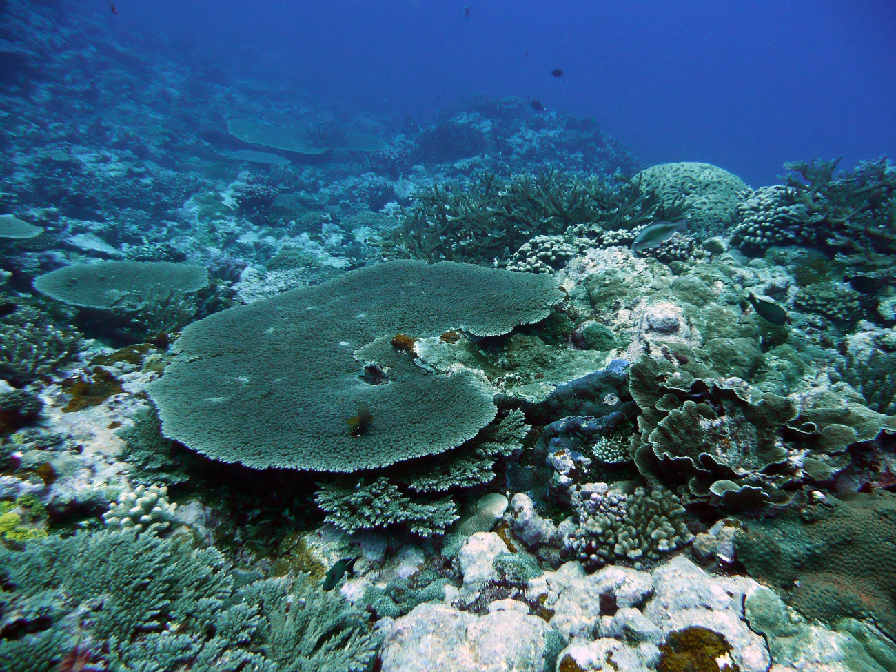 Large tabular coral (Acropora sp