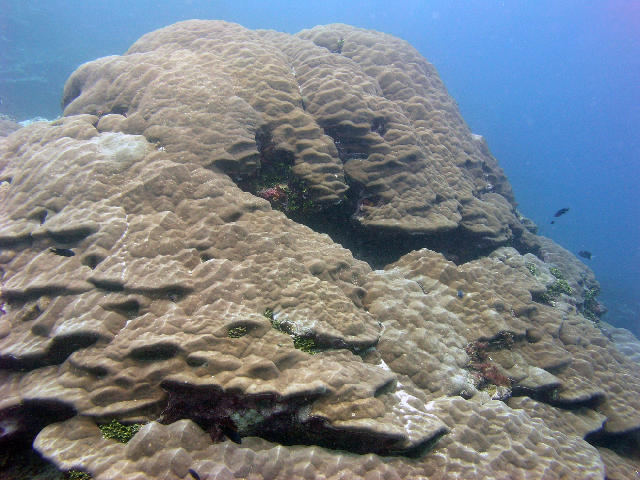 Massive coral (Porites sp