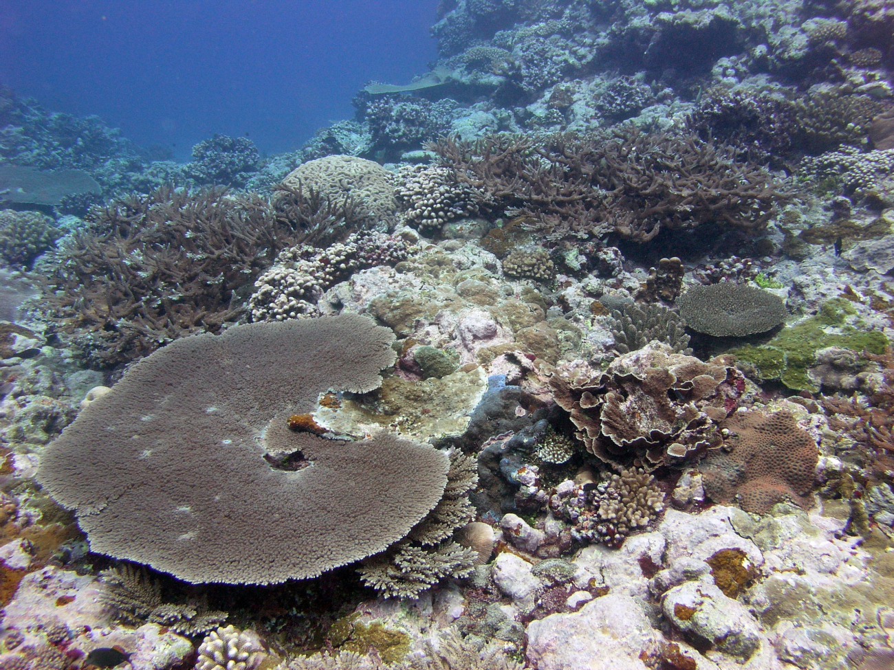 Large tabular coral and numerous other species