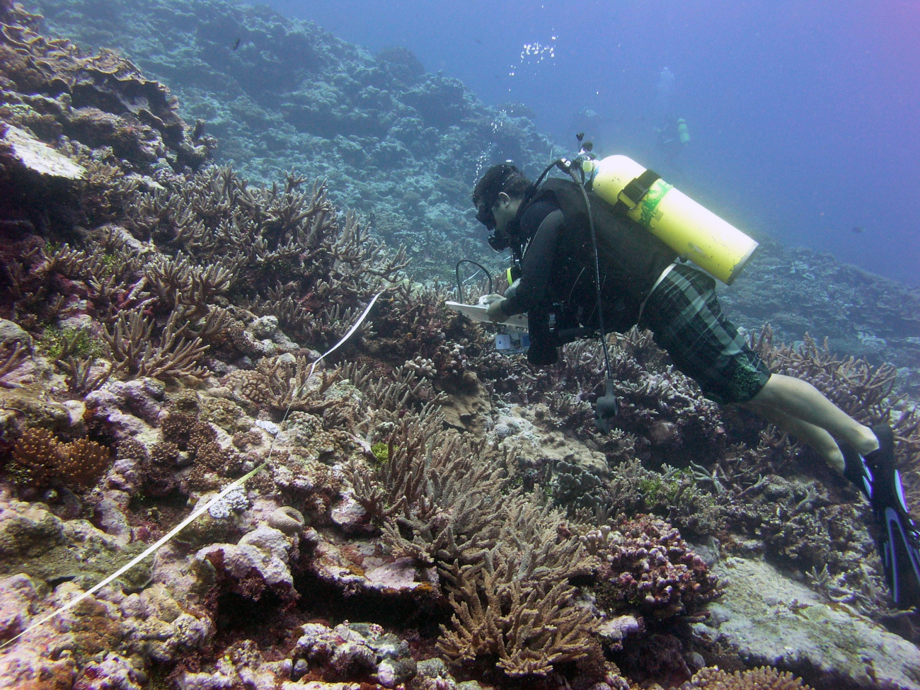 Scientific diver taking notes on reef transect