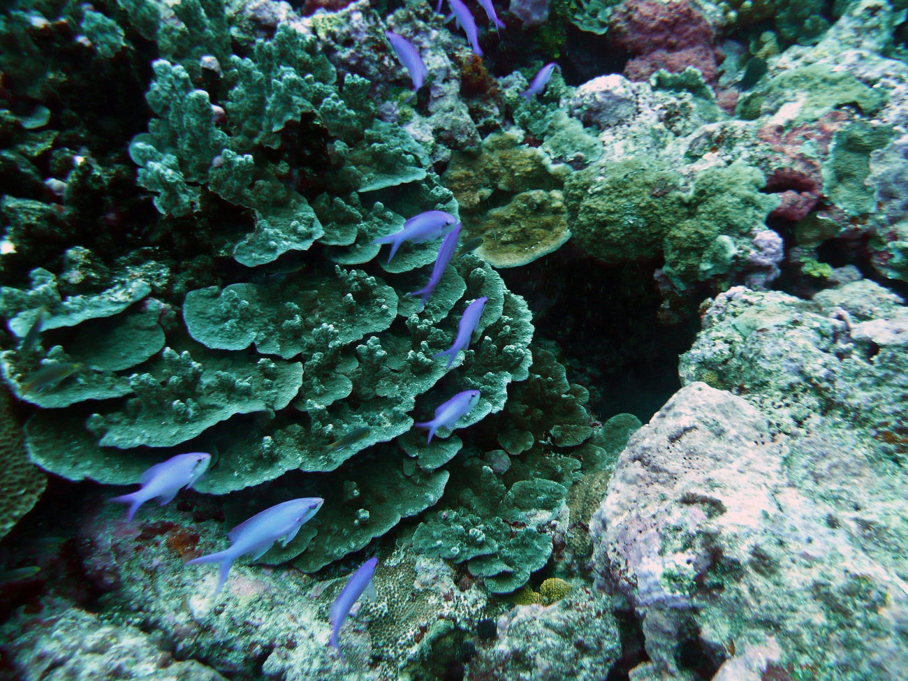 Pillar and plate coral with purple anthias