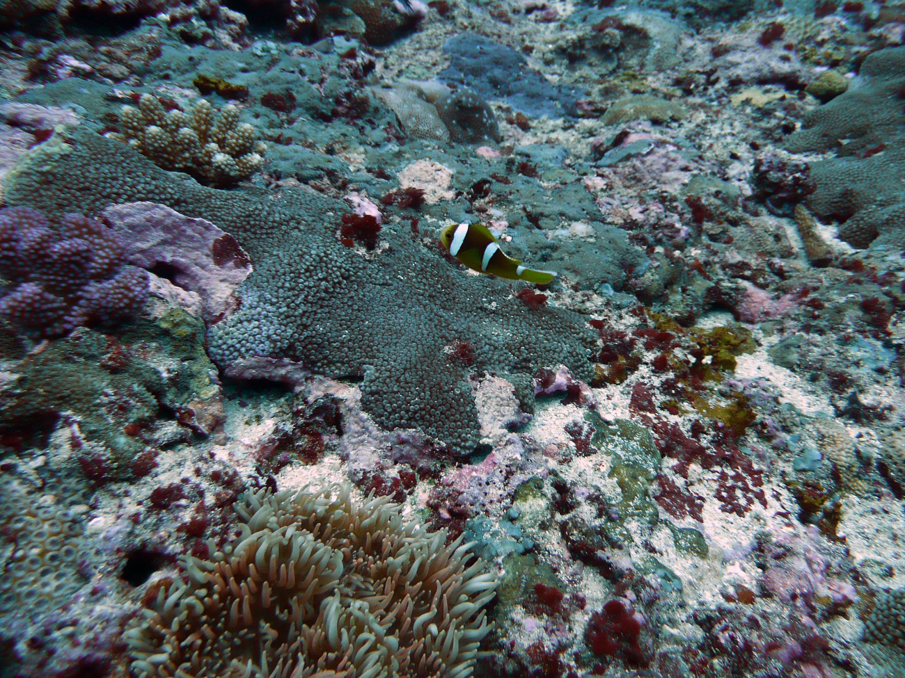 Clark's anemonefish (Amphiprion clarkii) over polyps of large anemone