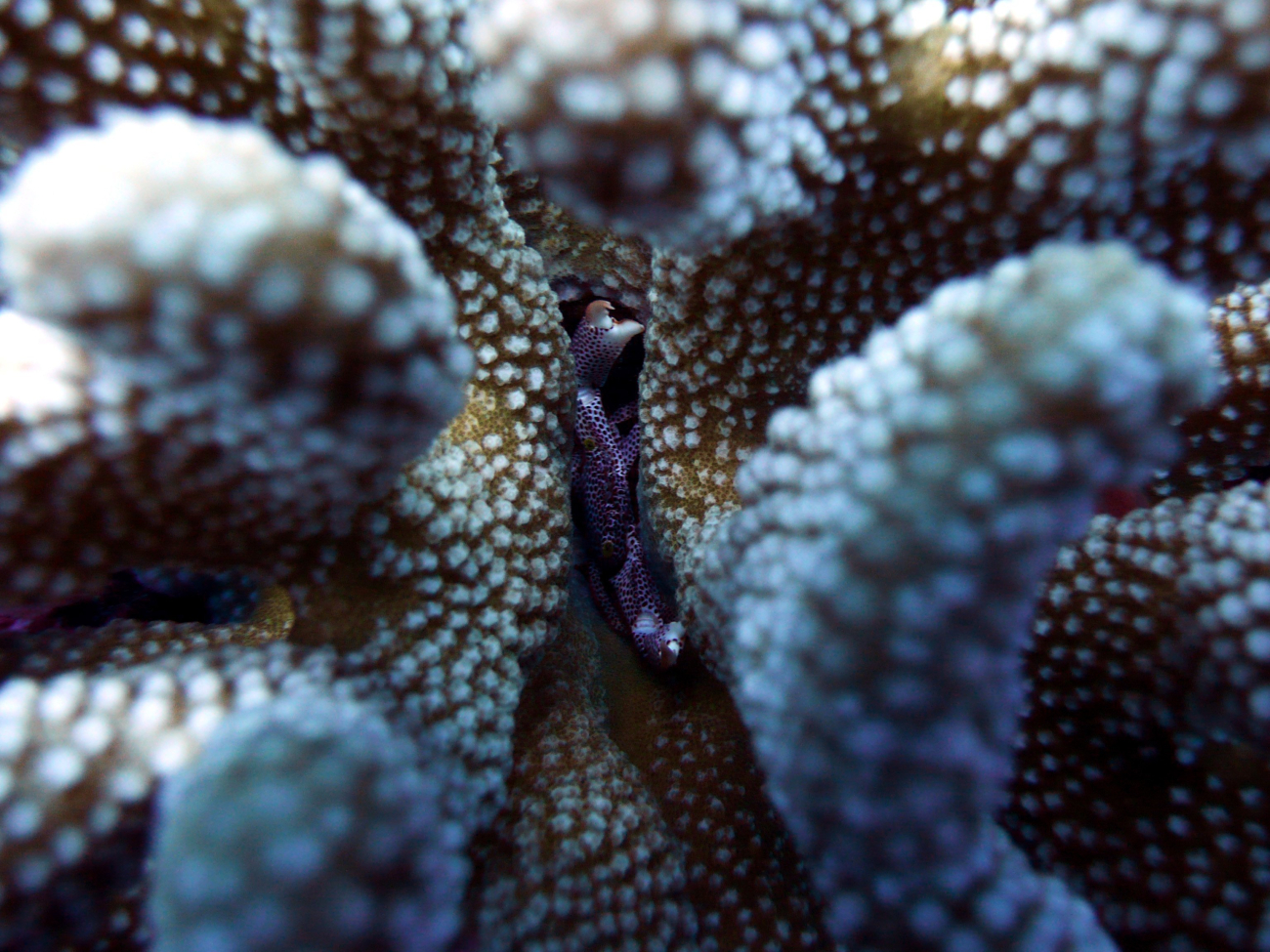 A small purple dotted crab wedged between coral appendages