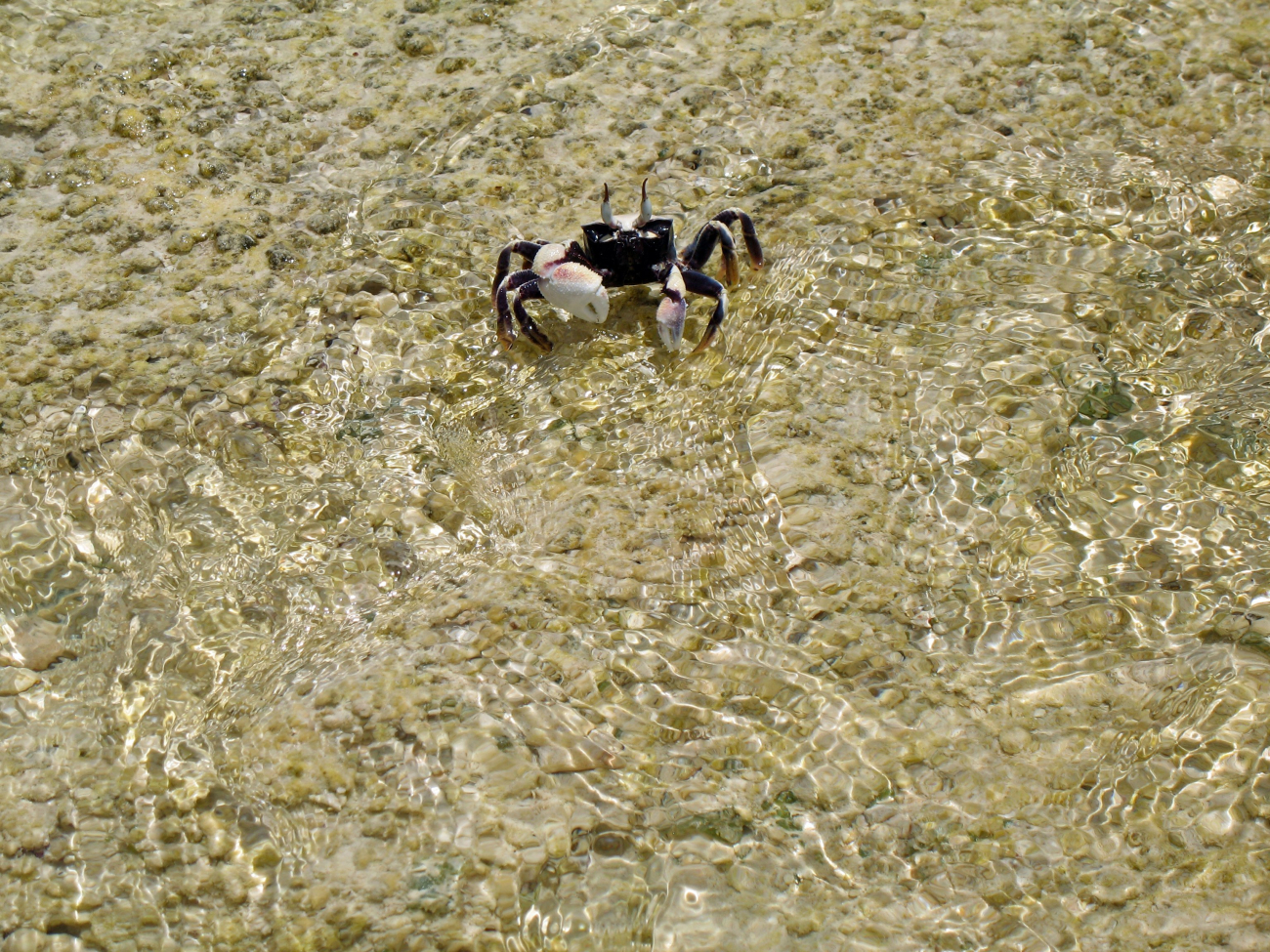 A crab in the shallows of Swains Island