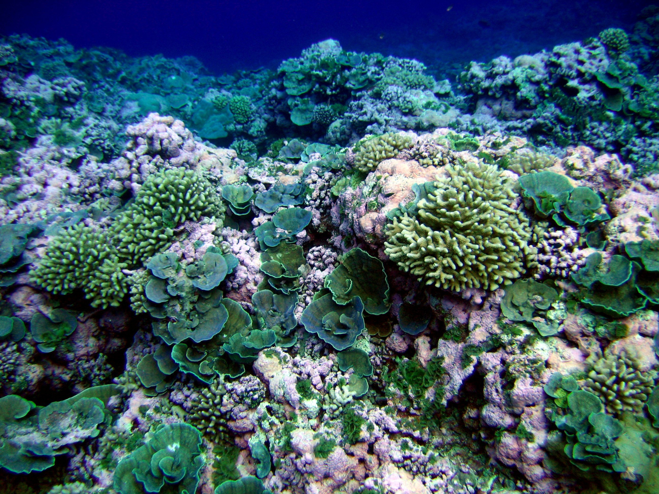 Green and pink reef scene