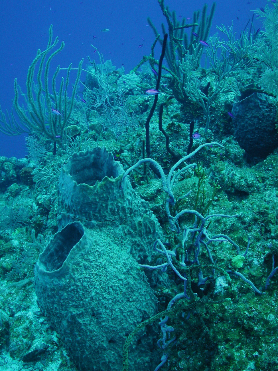 Large barrel sponges and soft corals