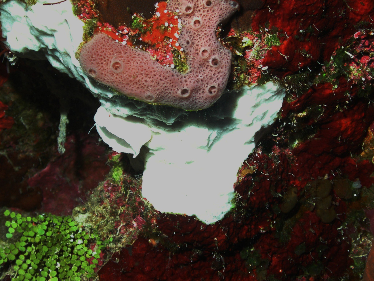 A view of the amazingly colorful sponge diversity on the wall
