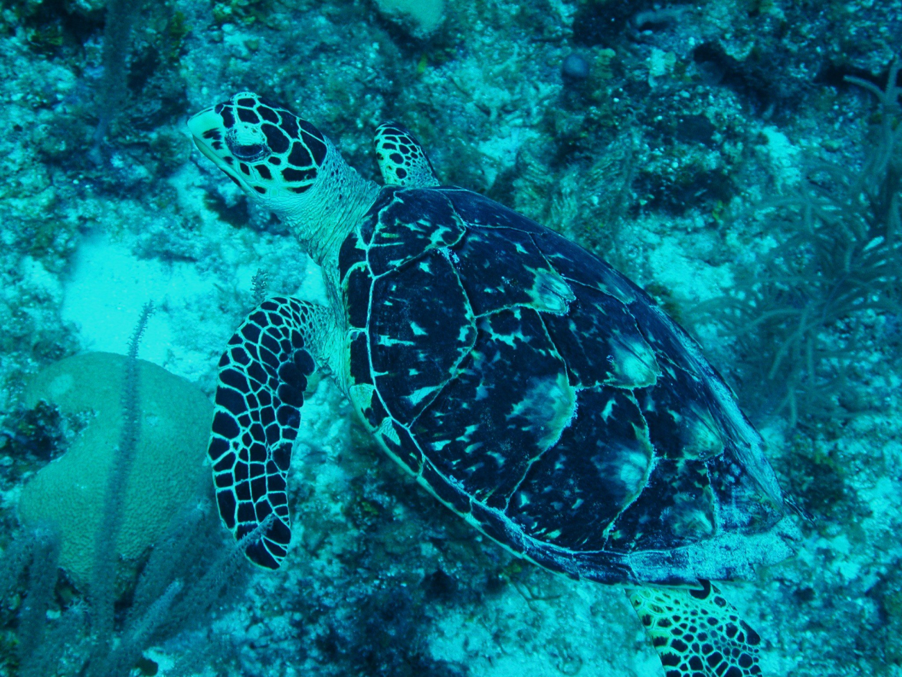 Hawksbill turtles were very interested in what divers were doing in their domain