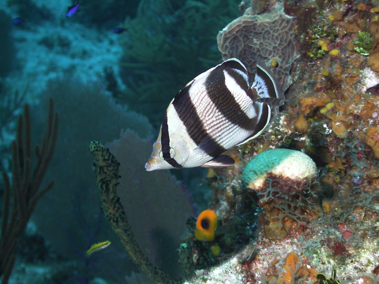This banded butterflyfish is one of the more important predators on shallowcoral reefs