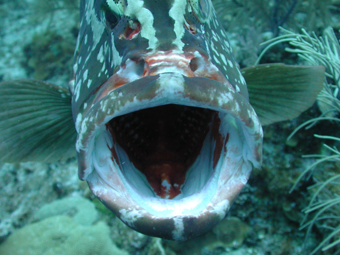 This Nassau grouper, nicknamed Jerry, came to visit on many of our dives